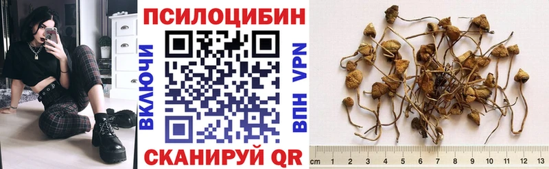 даркнет сайт  Ковров  Галлюциногенные грибы Magic Shrooms 